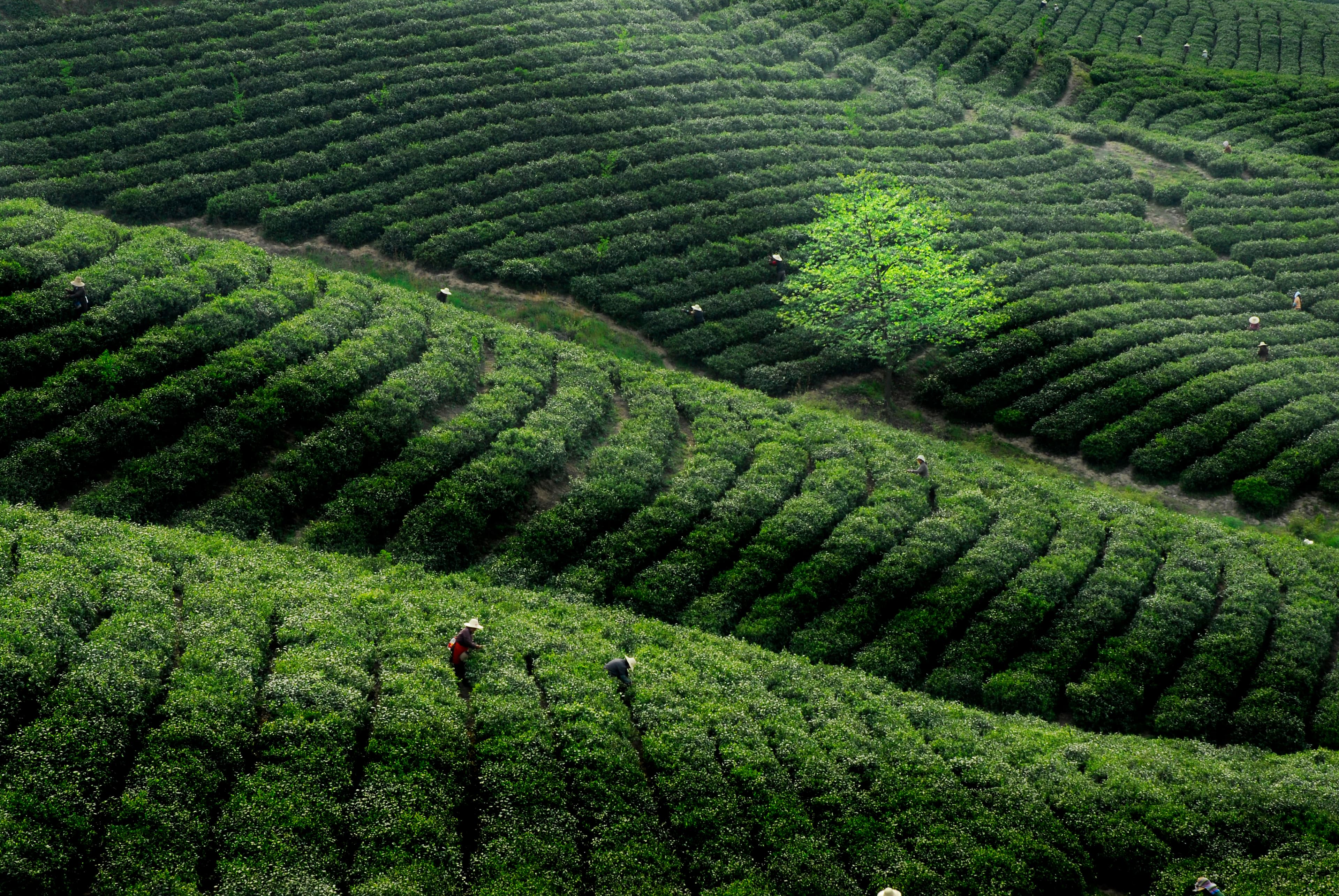 Tea garden in Anxi, Fujian