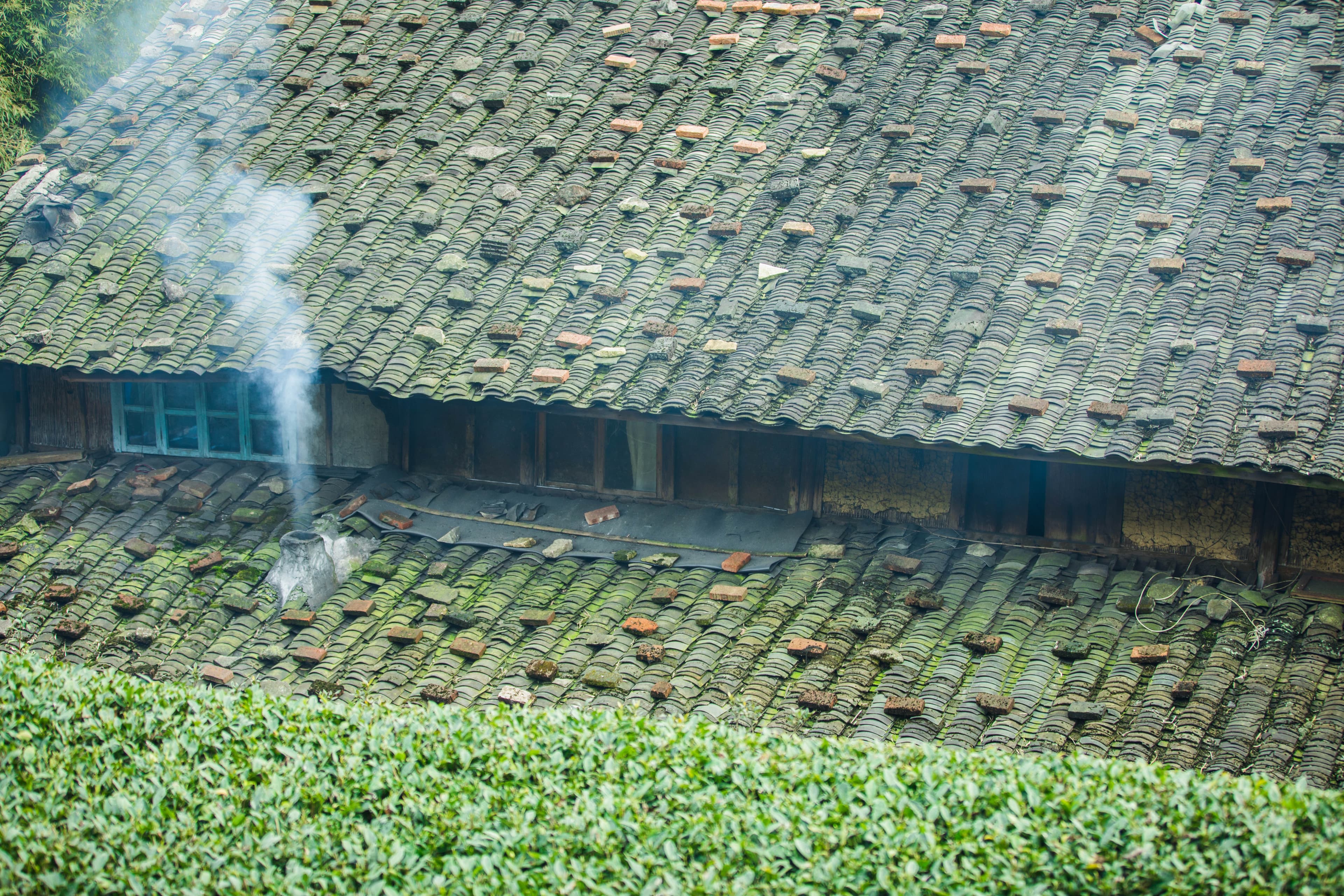 Tea garden in Fujian, China