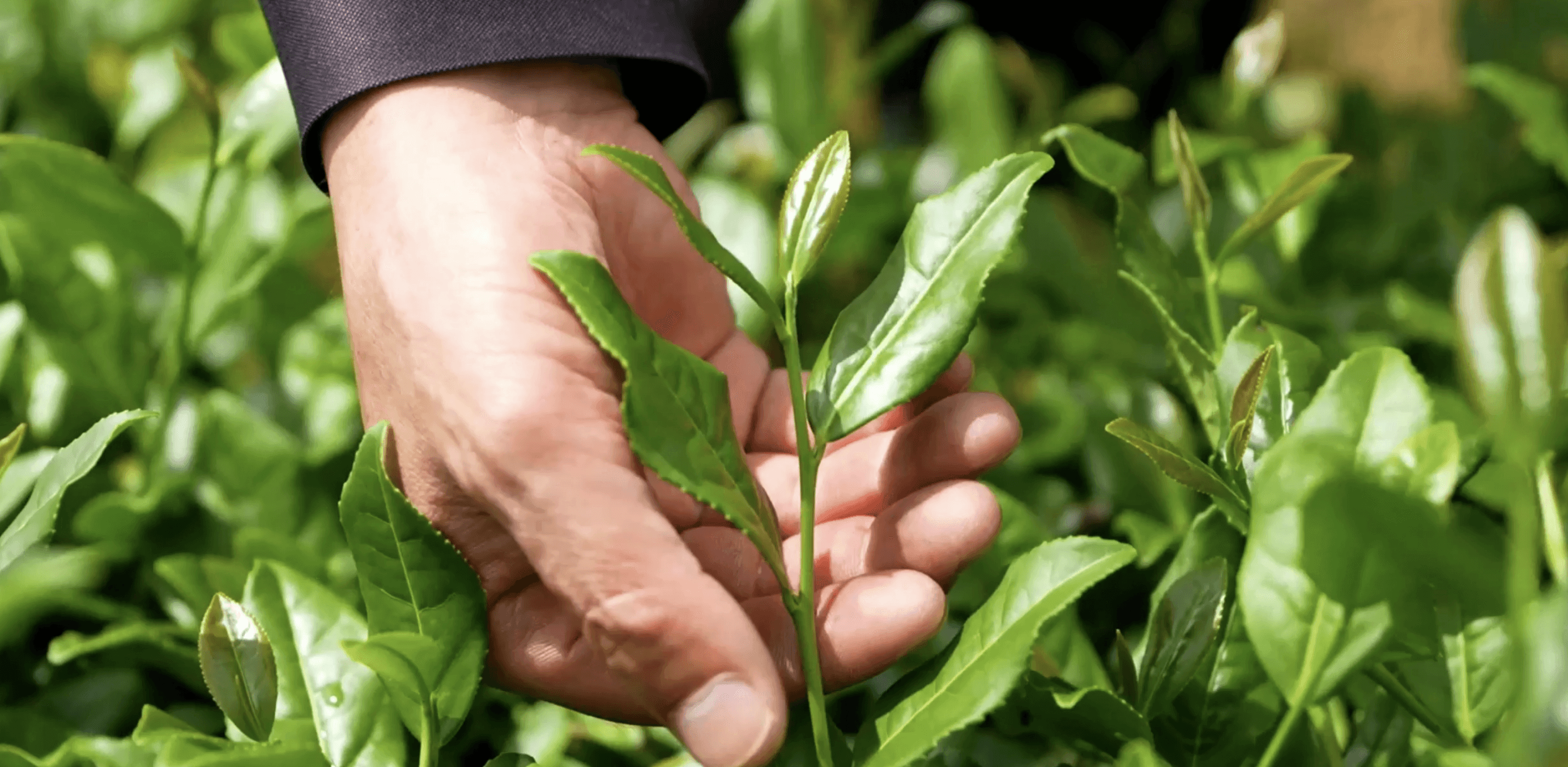 Tea processing in Fujian