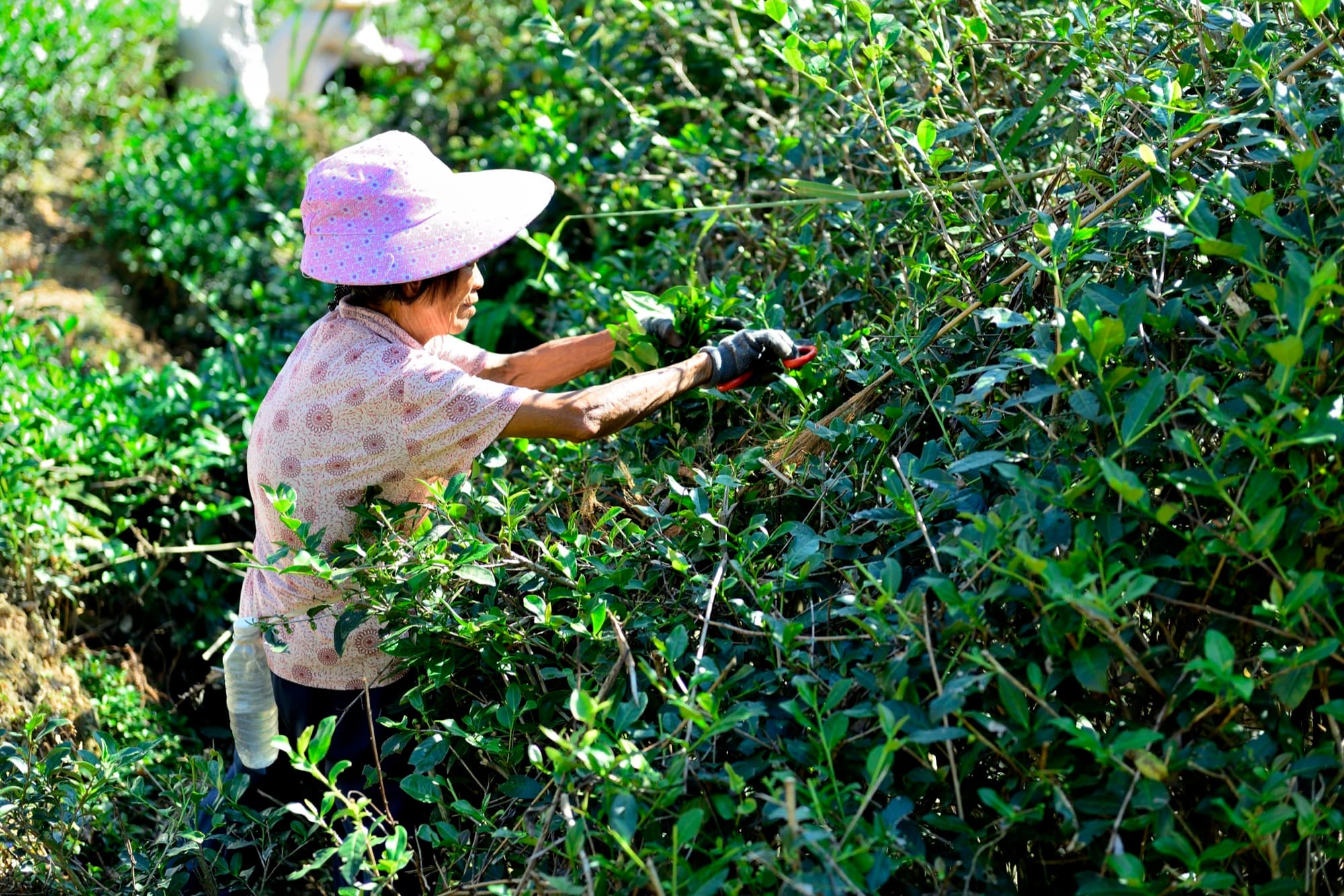 Our founder's grandmother picking tea by hand in the mountains of Fujian