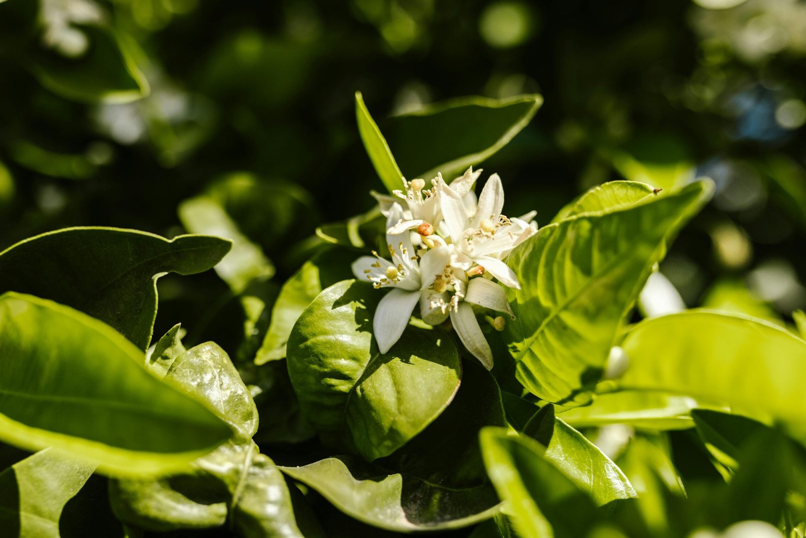 Jasmine Tea Brewing Guide 2 Close-up of vibrant jasmine blooms surrounded by lush green leaves, captured in natural sunlight.