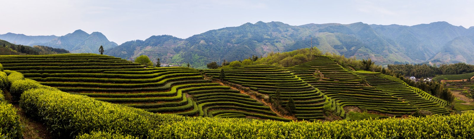 White Peony Brewing Guide 2 Authentic Chinese Tea Brand Based on Melbourne | Tea Shop