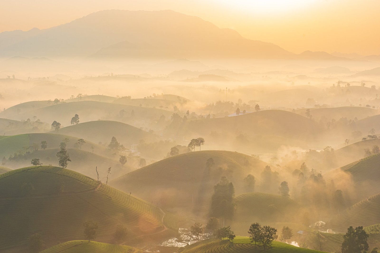 Golden Eyebrow Brewing Guide 2 Authentic Chinese Tea Brand Based on Melbourne | Tea Shop